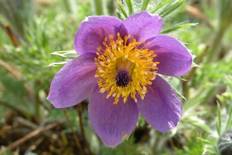 Common pasque flower (Pulsatilla) vulgaris, also known as common pasque flower, pasque flower or