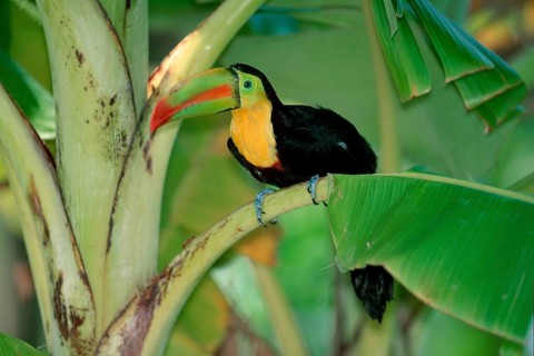 Keel-billed Toucan (Ramphastos sulfuratus), Roatan, Honduras, Central America