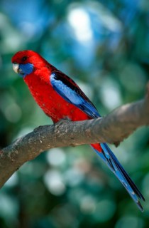 Pennant's Rosella, Australia, Crimson Rosella (Platycercus elegans), Oceania