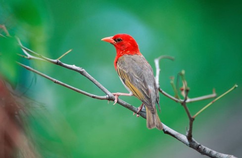 Red-headed Weaver (Anaplectes rubriceps), male, Kruger national park, South Africa (Anaplectes