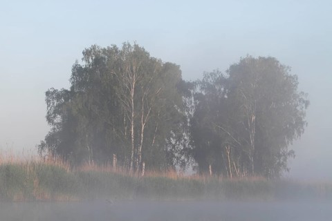 Birch forest near the shore in the fog on the Trebel River, Peene Valley River Landscape nature
