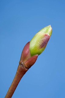 Common tilia × europaea (Tilia vulgaris) bud and emerging leaf