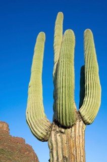 Saguaro (Carnegiea gigantea) cactus in the Sonoran desert, Organ Pipe Cactus National Monument,