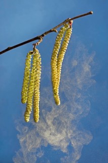 The male catkins of the common hazel (Corylus avellana) spread their pollen with the wind