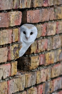 Barn owl, common barn owls (Tyto alba), Owls, Animals, Birds, Barn owl looking through hole in wall