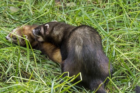 European polecat (Mustela putorius) male mating with female and biting her in the neck in grassland