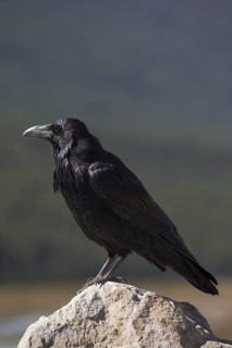 Common raven, northern raven (Corvus corax) perched on rock