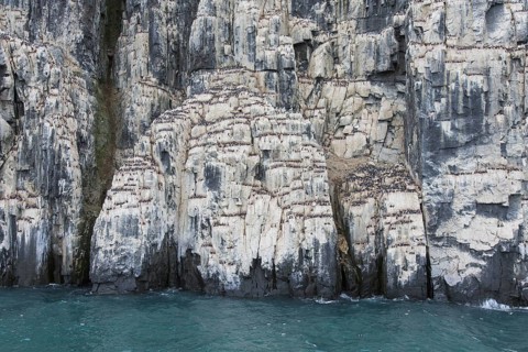 Alkefjellet, sea cliff housing seabird colony of thick-billed murres (Uria lomvia), Brünnich's
