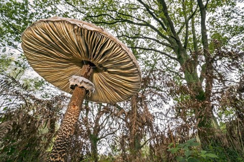 Underside of parasol mushroom (Macrolepiota procera) showing gills and movable ring in forest in