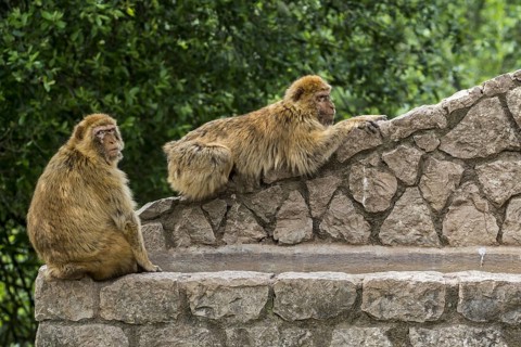 Two Barbary macaques (Macaca sylvanus), Barbary apes, magots monkey species native to Northern