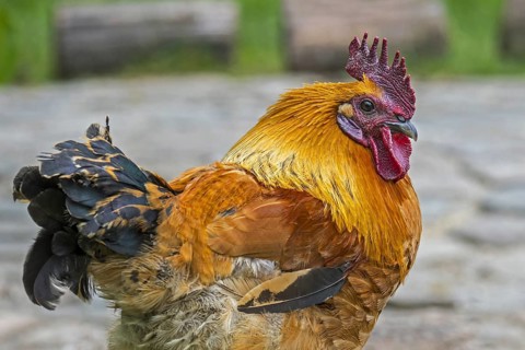 Close-up of cock, rooster, free range chicken at petting zoo, children's farm