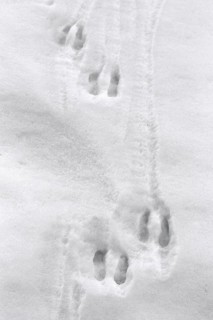 Chamois (Rupicapra rupicapra) close up of footprints in the snow in winter