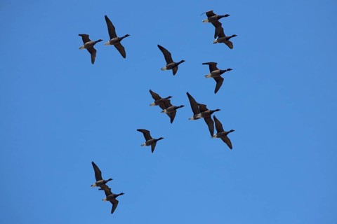 Brant goose (Branta bernicla) in flight, the Wadden Sea, Germany, Europe