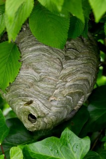 Nest of the European european hornet (Vespa crabro) in a tree