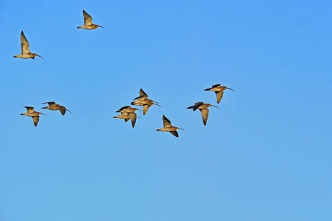 Eurasian curlew, Curlews, Animals, Birds, Waders, Eurasian curlews (Numenius arquata) flock in