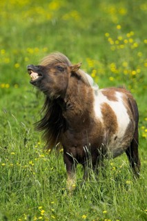 Shetland pony