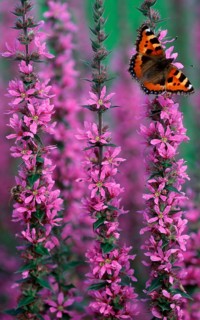Small tortoiseshell (Aglais urticae) on purple loosestrife (Lythrum salicaria) Lower Saxony,