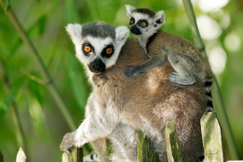 Ring-tailed Lemurs (Lemur catta), female with young