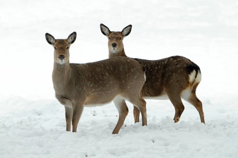 Dybowski Sika Deer, females (Cervus nippon dybowskii)