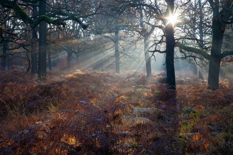 Oak forest, Reinhardswald, Hesse, Germany, Europe