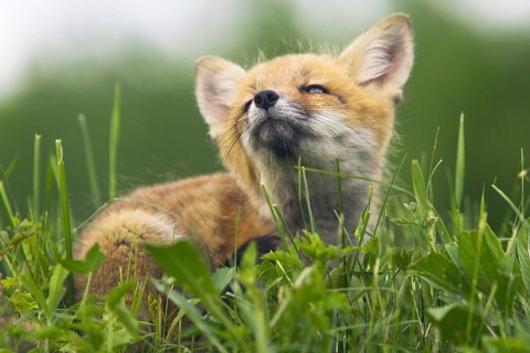 American Red Fox (Vulpes vulpes fulva) cub