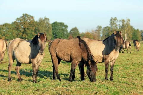 Dülmen wild horses, Merfelder Bruch, Dülmen, North Rhine-Westphalia, Dülmen wild horse, Germany,