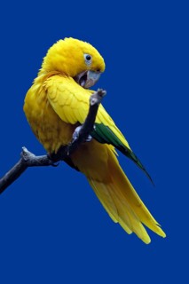 Golden Conure (Aratinga guarouba)
