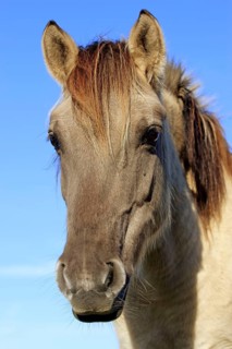 Dülmen wild horse, Merfelder Bruch, Dülmen, North Rhine-Westphalia, Germany, Europe