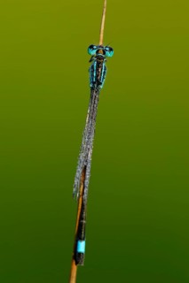 Large damselfly, dewdrop, North Rhine-Westphalia, Germany, Europe