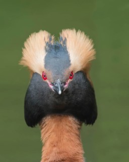 Horned Grebe (Podiceps auritus), animal portrait, direct view, Västergotland, Sweden, Europe