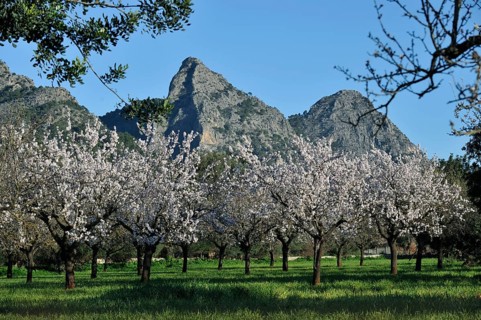 Flowering Almond trees (Prunus dulcis), Tramuntana Mountains, Majorca, Balearic Islands, Spain,