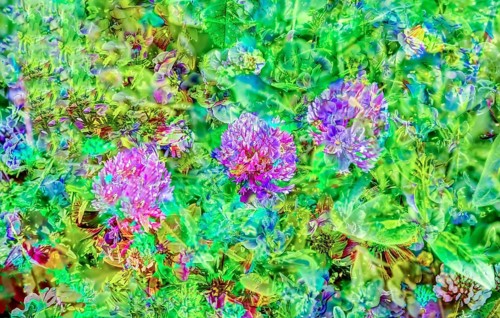 Clover (Trifolium), wildflower meadow, oil painting-like shot, purple flowers creative, different