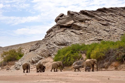 African elephants (Loxodonta africana), desert elephants standing in the dry riverbed of the Hoanib