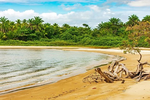 Mangrove vegetation on the edge of the beach surrounded by coconut trees in Serra Grande on the