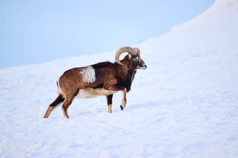 European mouflon (Ovis aries musimon) ram on a snowy meadow in the mountains in tirol, Kitzbühel,