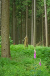 Common foxglove (Digitalis purpurea), forest floor covered with royal fern (Osmunda regalis),