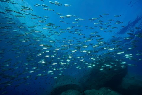 Large shoal of food fish Gilthead (Sarpa salpa) Gilthead seabream circling rocky reef,