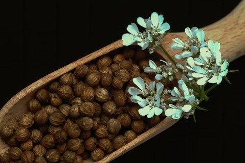 Coriander (Coriandrum sativum) (umbelliferae), flowers and seeds, plant species in the family, used