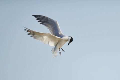 Gull-billed tern (Gelochelidon nilotica) flying in the sky, hunting, ebro delta, Catalonia, Spain,
