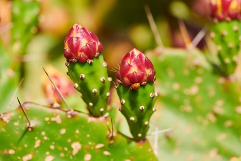Indian fig opuntia (Opuntia ficus-indica) blossoms and fruits, ebro delta, Catalonia, Spain, Europe