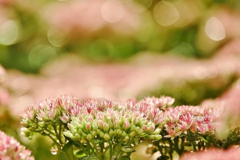 Showy stonecrop (Sedum spectabile) with morning dew, late summer, Germany, Europe