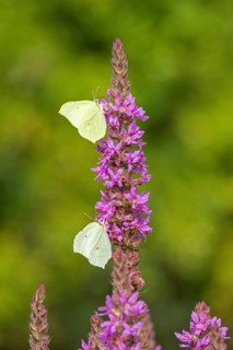 Butterflies collecting nectar, brimstone (Gonepteryx rhamni), purple loosestrife (Lythrum
