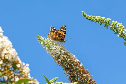 Butterfly, painted lady (Cynthia cardui) on butterfly-bush (Buddleja davidii) flower, Lower Saxony,