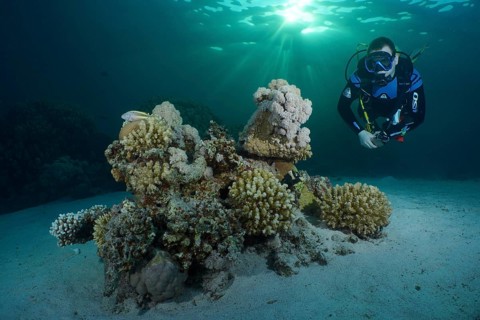 Diver looking at coral block, hard corals, soft corals in the evening light. Rays of sunlight. Dive