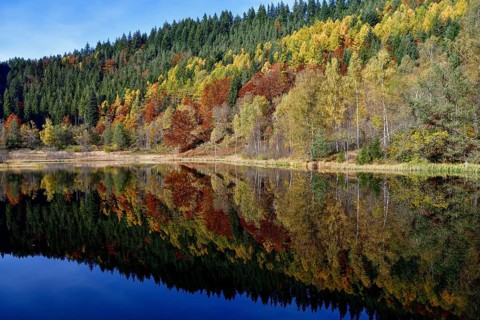 Trees reflected in the Sankenbachsee, Karsee, autumn, near Baiersbronn, Freudenstadt district,