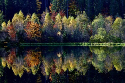 Trees reflected in the Sankenbachsee, Karsee, autumn, near Baiersbronn, Freudenstadt district,