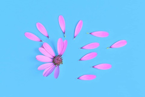 Daisy flower with picked off petals on blue background