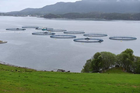 Salmon farming in Norway