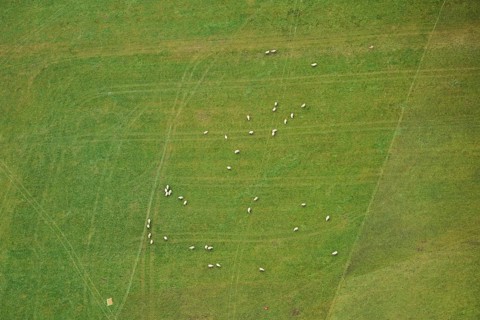 Aerial view of sheeps on a meadow in the area around Neumarkt in der Oberpfalz, Bavaria, Germany,
