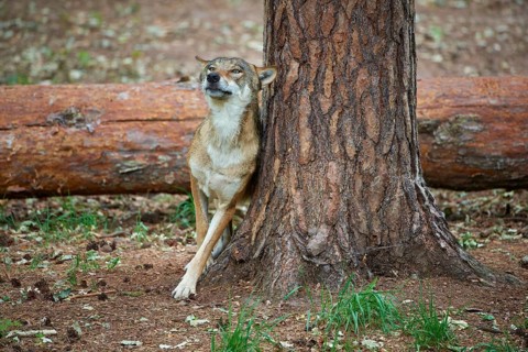 European gray wolf (Canis lupus), scratching on tree in forest, Germany, Europe